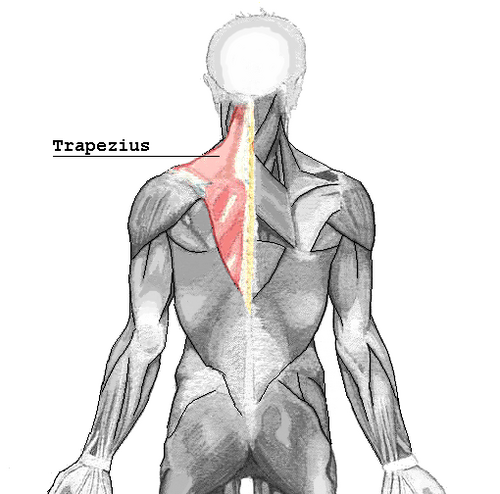 trapezius muscle
